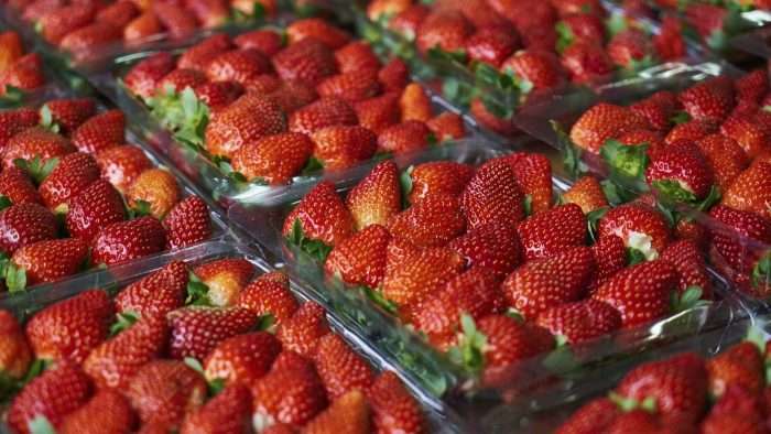 فراولة 🍓